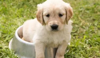 ¿Entienden los dueños a sus mascotas?