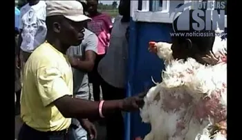 Productores advierten prohibiciones haitianas incitan al contrabando