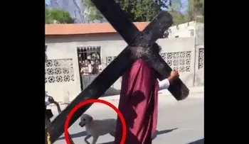 El perro que conmueve por su fidelidad y amor 