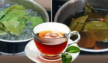 Un reconocido médico dice que un té de guayaba, yerba buena y jengibre son buenos para evitar enfermedades