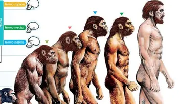 El humano evolucionó en cuatro etapas según nuevo estudio