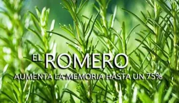 Romero milagroso para la belleza y cuidado personal; aumenta la memoria un 75%
