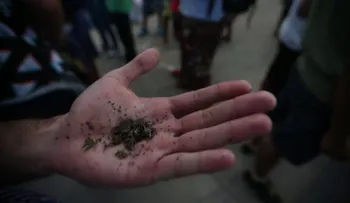Registran por primera vez un medicamento a base de cannabis