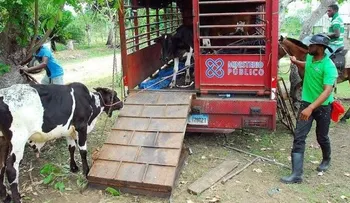 Retienen 18 animales que deambulaban por Autopista del Nordeste
