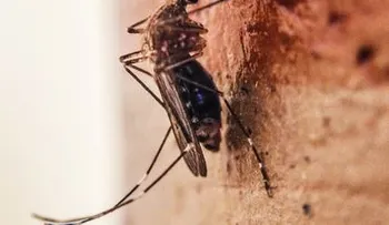 República Dominicana y Brasil reportan potenciales casos del virus Zika