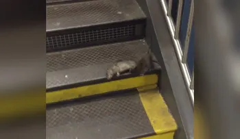 Viral: el regreso zombie de la 'Pizza Rat'