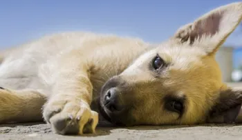 Estudio confirma que los perros se contagian del estrés de sus dueños