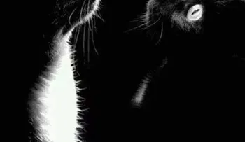 Este viernes la "luna negra", del apocalipsis 