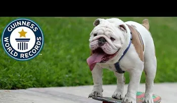 El video del "perro skater" que ha revolucionado las redes sociales