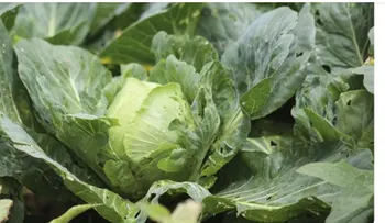 Taylor Farms retira lechuga iceberg por brote de ciclosporiasis