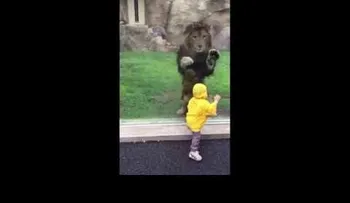 Un león se abalanza sobre un niño pero se estampa contra el vidrio