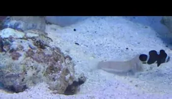 Descubren con las manos en la masa al pez más "trol" del mundo submarino