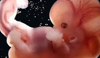 Medir el flujo cerebral del feto: clave para conocer su estado de salud, según expertos