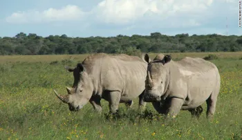 La caza ilegal de rinocerontes batió récords en África en 2015