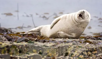 Prueba fotográfica de que los animales son más divertidos que los humanos