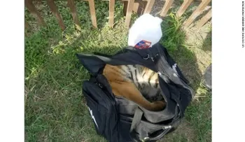 Agentes de la patrulla fronteriza encuentran un tigre dentro de una bolsa abandonada
