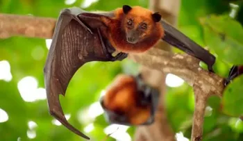 No hay tratamiento específico para afectados por el virus Nipah 