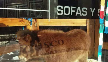 La historia de Tuco, el tierno pony cuya exhibición en un almacén indignó a Argentina