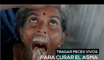 Tragar peces vivos para curar el asma
