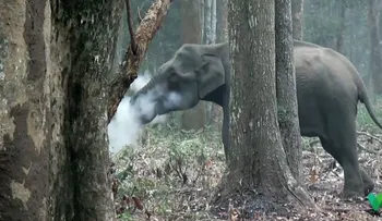 El elefante "fumador" que asombra a los científicos