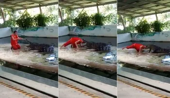 Colocó su cabeza dentro de la boca de un cocodrilo y ocurrió lo que no debía suceder