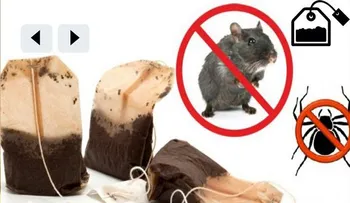 Si se utiliza una bolsa de esta nunca más verá arañas o ratones en su casa otra vez