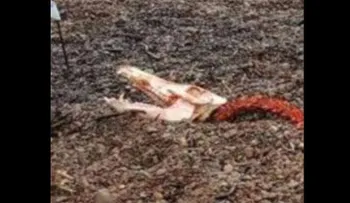 Hallan varados los restos del monstruo del lago Ness