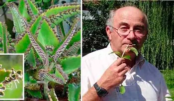 Células cancerígenas mueren instantáneamente al consumir una hoja de esta particular plantaâ?¦ ¡No lo podía creer!