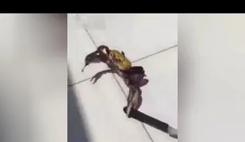 En defensa propia: un cangrejo armado con un cuchillo intenta escapar (VIDEO)