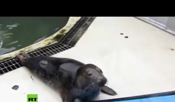 Científicos enseñan a focas cantar tema de "Star Wars"