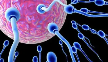 Descubren una proteína que podría mejorar los tratamientos de fertilidad