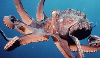 ¿Han visto caminar a un pulpo? (Video)