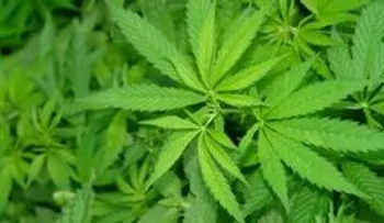 Ocupan 125 libras de marihuana y apresan a cinco hombres