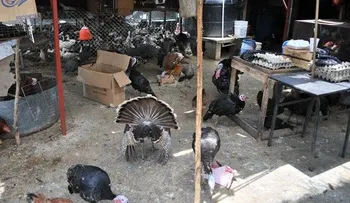 Un criadero de aves en techo de tienda