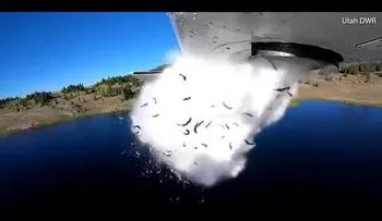 Tirando pecao: Video sorprendente