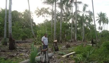 Denuncian tala de árboles en loma de Barahona