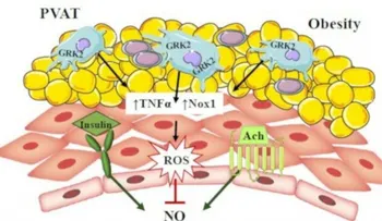 Descubren mecanismo para prevenir el daño vascular inducido por la obesidad