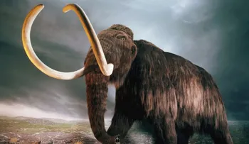 Misterio resuelto: por qué casi todos los fósiles de mamut pertenecieron a machos