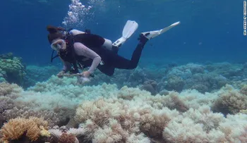 La Gran Barrera de Coral de Australia agoniza mientras los mares se calientan