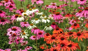 Dile adiós al resfriado con la planta de echinacea