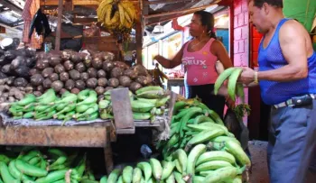 Precio del plátano podría llegar a RD$50 por unidad la próxima semana por sequía