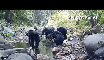 Observan a los chimpancés haciendo algo nunca visto...(VIDEO)
