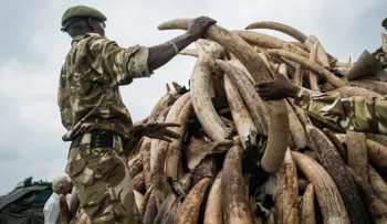 Kenya quemará toneladas de marfil por un valor de 170 millones de dólares