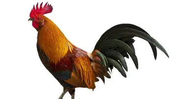 El periplo del pollo: salió de la selva peleando y fue despreciado por doquier hasta que conquistó el mundo