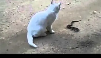  Este gato ataca y mata a una serpiente!!!