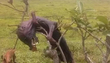 Alegados chupacabras decapitan animales y causan pánico en Barahona 