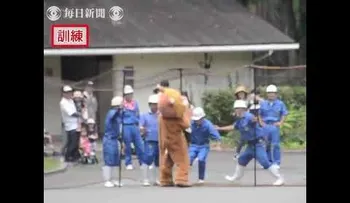 Disfrazan a un hombre de león en Japón y la reacción de los felinos no tiene precio