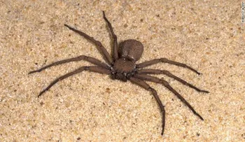 Roban miles de arañas, escorpiones y otros insectos exóticos de un museo en Filadelfia