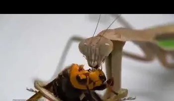 Video muestra al "avispón asesino"