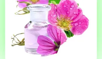 Aceite de rosa mosqueta, un gran aliado para la belleza